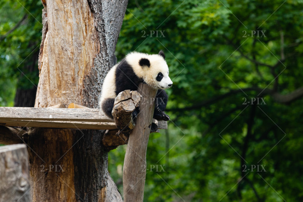 Panda-Mama „Meng Meng“ und ihre Zwillingsjungen „Meng Xiang“, „Meng Yuan“
